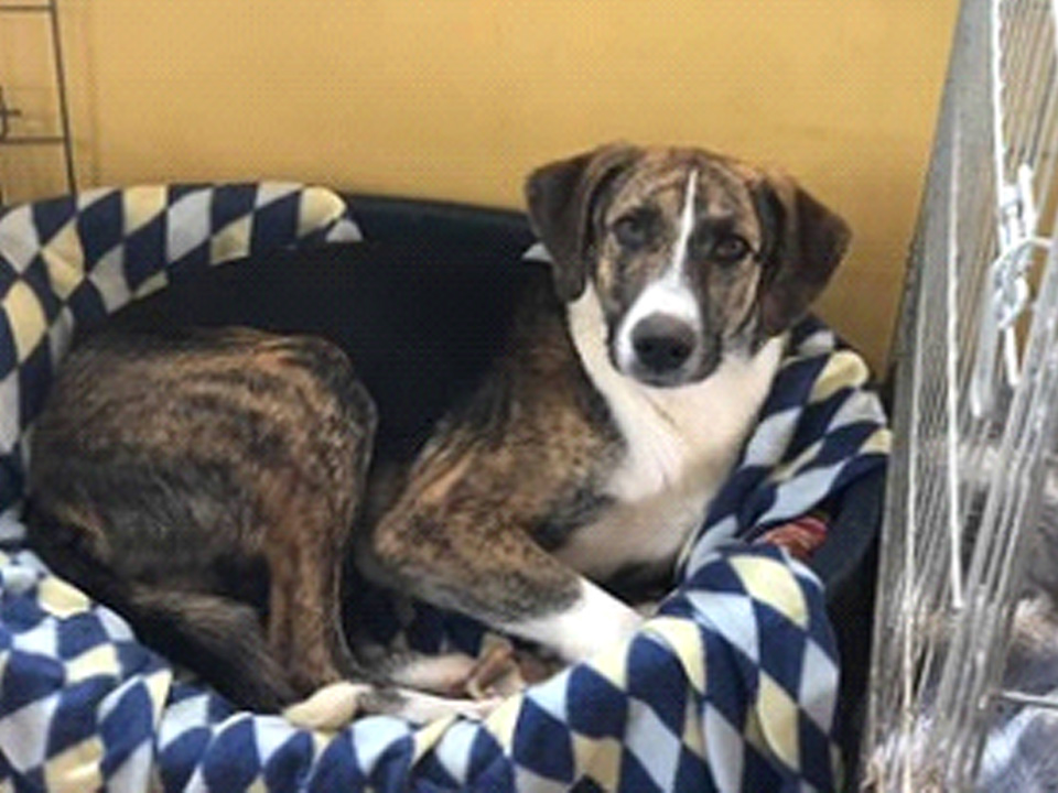 Adopt a Dog Cyprus Dog Rescue