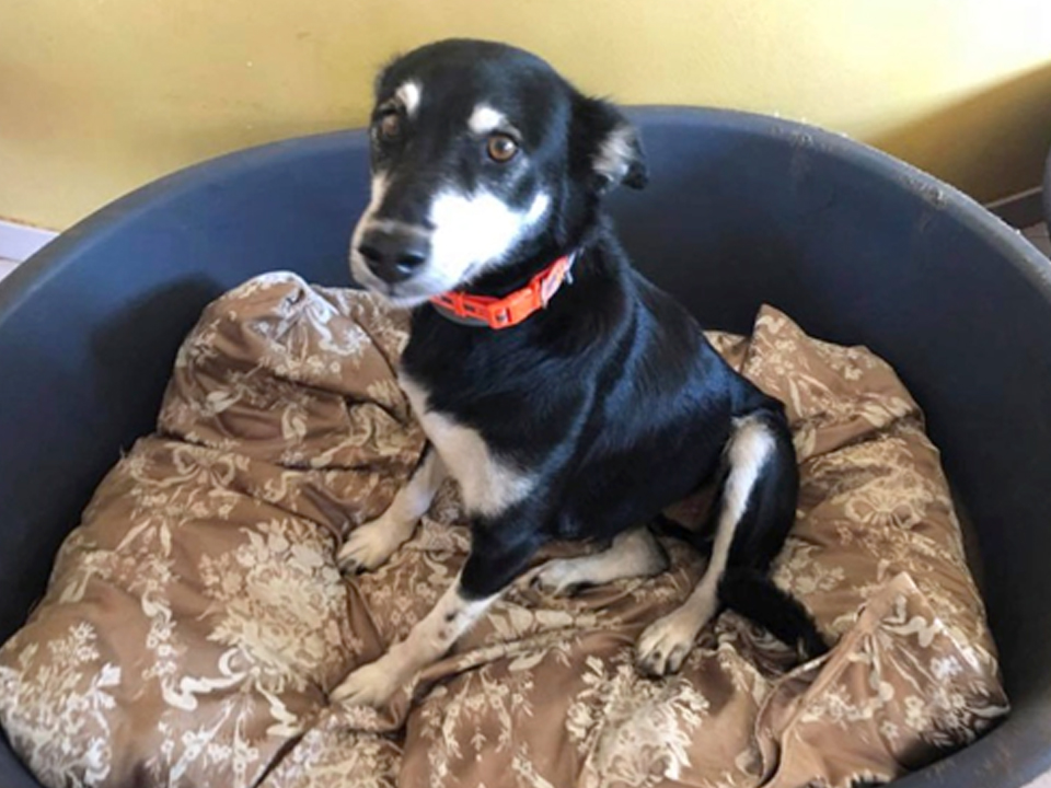 Adopt Cyprus Dog Rescue