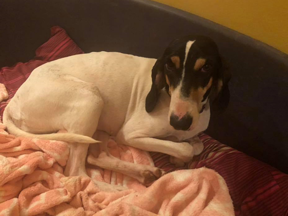 Adopt a Dog Cyprus Dog Rescue